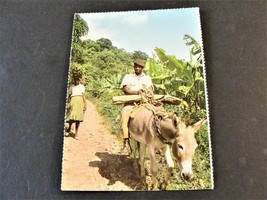 A man, his wife and his donkey-a typical Jamaican Scene-Unposted Postcard. - £6.84 GBP