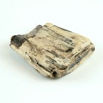 Petrified Wood 3.9 oz 2 3/4” x 2 3/8" x 5/8" Wooden Rock Stone Fossil image 3