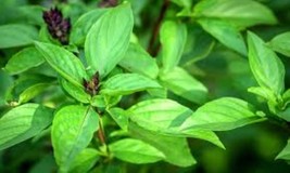Basil Herbal Oil Soothes Skin,Strengthens Hair &amp; Nails, Refreshing Natur... - $327.76 MXN