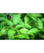 Basil Herbal Oil Soothes Skin,Strengthens Hair &amp; Nails, Refreshing Natur... - $25.00 CAD