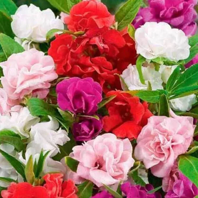 FARM 50 Camelia Flowered Mix Impatiens Seeds Non-Gmo Bulk Seeds - $9.25