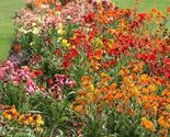 Wallflower ENGLISH Mix Fragrant BiColored Perennial Biennial NonGMO 500 ... - $18.20 CAD Wallflower ENGLISH Mix Fragrant BiColored Perennial Biennial NonGMO 500 ... - $18.20 CAD