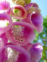 100 heirloom Foxglove  Violet  Flower Seeds - $1.99