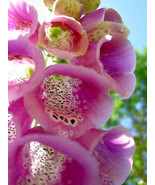 100 heirloom Violet  Flower Seeds - $1.99