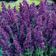 Free Shipping 50 Dbl Plumosa Salvia Seeds Flower Seed Perennial Butterfly - £13.58 GBP