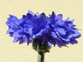 1000 Seeds Tall Blue Bachelor&#39;S Button / Cornflower Centaurea Cyanus Flo... - $9.68