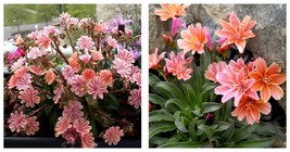2 Little Plum Lewisia Live Starter Plant Bi-tone Flowers - $61.90