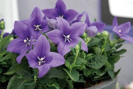 Platycodon Seeds 25 Seeds Balloon Flower Platycodon Pop Star Pink Usa R ... - $10.98