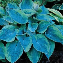 hosta plants Growing Hosta Seeds: A Beginner&#39;s Guide - $10.79