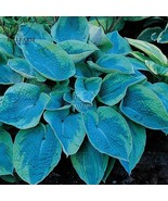 hosta plants Growing Hosta Seeds: A Beginner&#39;s Guide - $14.65 CAD