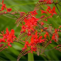 US Seller 10 Red Lucifer Crocosmia Crocosmia Masoniorum Flower Seeds Fast Shippi - £10.88 GBP