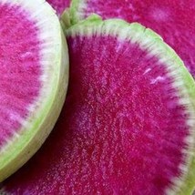 100 Watermelon Radish Seeds Organic Fast Ship Fresh USA SELLER - £11.51 GBP