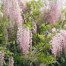 Wisteria Floribunda Rosea Japanese Wisteria 5 Seeds Fresh Seeds - £17.92 GBP