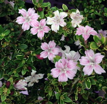 2.5&quot; Pot - Pink Mountain Serissa Tree - House Plant, Fairy Garden Plant, Bonsai - £41.12 GBP