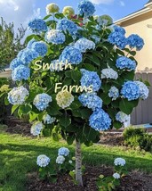 25 Seeds Blue Hydrangeas Flower Ground Cover Plant Garden Plants From US - $10.25