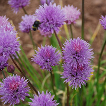 750 Seeds Allium Schoenoprasum Fresh Seeds Garden - £13.80 GBP