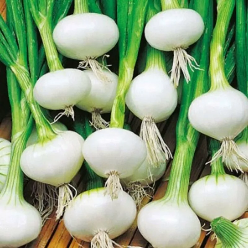 200 Seeds Crystal White Wax Onion Heirloom Seeds Swift Growth Instant Beauty - £7.89 GBP