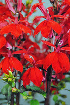 Lobelia Speciosa Starship Scarlet 10 Pelletted Seeds Fast Ship USA Seller  - $28.58