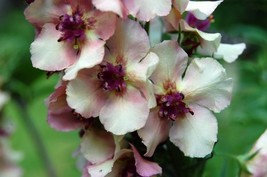 RAFHSTORE 50 Verbascum Wedding Candles Flower Seeds Deer Resistant Perennial US  - £7.29 GBP