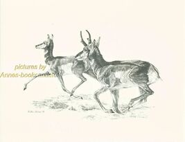 #183 PRONGHORN ANTELOPE * wildlife  art print * pen &amp; ink drawing by Jan... - $12.50