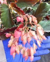 Torch Pink Angelwing Begonia Live Plant 10 To 12&quot; Tall Ship On 4&quot; Pot - £27.45 GBP