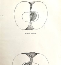 Scott&#39;s Winter And Antonooka Apples Cross Section Victorian 1887 Art Print DWT9B - £19.33 GBP