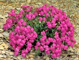 1000+Catchfly Flower Seeds None So Pretty Native Wildflower Patio From US - £7.40 GBP