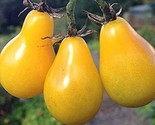 Yellow Pear Tomato Seeds 200  Seeds Non-Gmo Fast Shipping - $7.99