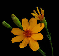 50 Seeds Tagetes Lemmonii Shrub Marigold Mexican Bush Mount Lemmon - £15.94 GBP
