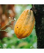 SEPTH Big Cacao Yellow Theobroma Cacao Live Tropical Tree 2-3Ft Inches C... - $69.74