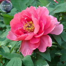 Peony Rose Water Pink Petals Flower Seeds 5 Seeds Big Blooms Trees Fresh... - $8.97