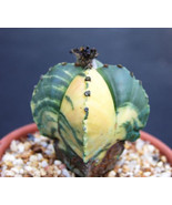 AW Astrophytum Cuadricostatum Variegated Exotic Cactus Succulent Seeds 1... - $27.75 CAD