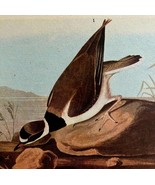 Semipalmated Plover Bird 1946 Color Art Print John James Audubon Nature ... - €25,83 EUR