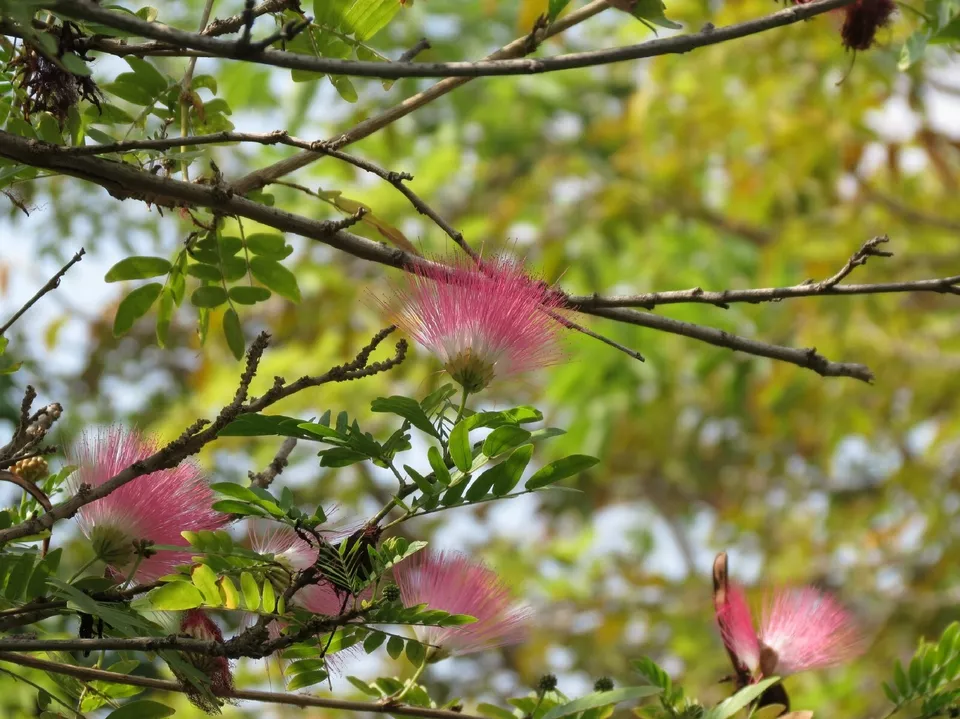 AW Silk Tree Albizia Julibrissin Exotic Ornamental 30 Seeds Fast Shipping US  - £7.06 GBP