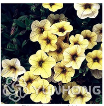 Mini Calibrchoa Million Bells Flower Vary Colors 100Pcs Autumn Seasons Balcony F - $11.26