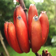 Dwarf Banana 100 PCS Seeds - $10.70