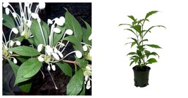 Clerodendrum incisum - Musical Notes Plant - Indoors/Out or Bonsai - 4&quot; Pot - £25.96 GBP