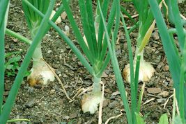 Walla Walla Sweet Onion Seeds, NON-GMO, Northern Onion, Overwintering, F... - $1.67+