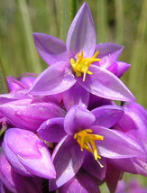 FREE SHIPPING Sowerbaea juncea Vanilla Rush Lily 50 Seeds - £11.18 GBP