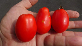 PPA 50 Seeds Celano Tomato Juicy Tomatoe Vegetable Garden Edible Food - $4.76