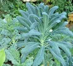 600 Lacinato Dinosaur Kale Seeds Organic Vegetable Cold Hardy Gardening Fresh US - £7.94 GBP