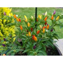 25+ Numex Twilight Sweet Pepper Seeds – Colorful Ornamental Edible Peppers - $16.50
