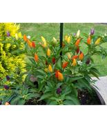 25+ Numex Twilight Sweet Pepper Seeds – Colorful Ornamental Edible Peppers - $23.13 CAD