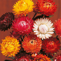 Tom Thumb Mix Strawflower Seeds Flower Seeds 1219 USA Seller Garden Fresh - $7.98