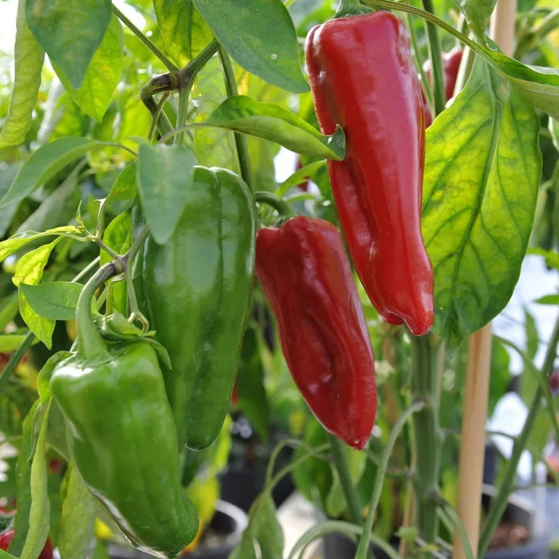 HGBO Sweet Marconi Rosso Pepper Seeds Italian Pepper Non GMO Variety Bulk Seeds - £6.88 GBP