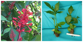 *FIRE SPIKE RED*Odontonema strictum**Starter Plant**Attracts Hummingbirds -  A9 - $39.99