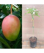 Glenn Mango Tree: Grafted, Fiberless, Cold Hardy - Live Tropical Fruit - $365.90