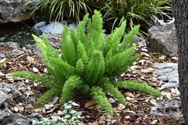 Foxtail Fern Live Plants~Asparagus Densiflorus Myers~2 plants per order - $28.99