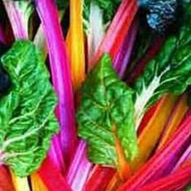 US Seller Bright Light Swiss Chard Seeds Fast Shipping - £9.57 GBP