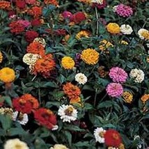 100 Pcs Mix Thumbelina Dwarf Zinnia Flower Seeds #MNSS - £11.87 GBP